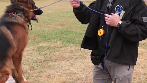 My Favorite Thing About German Shepherds