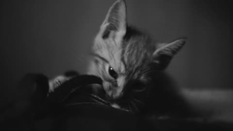 The cat is biting the blanket because of (new cat video) 2023