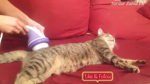 Cute Cat having a great relaxing massage
