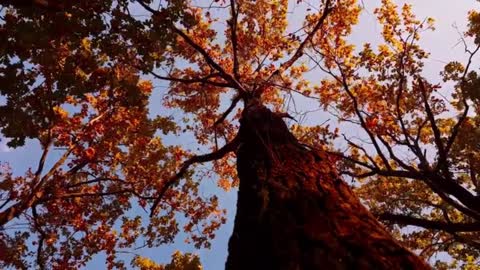 Best Meditation and Music, Beautiful Natural Landscape, Amazing Video.