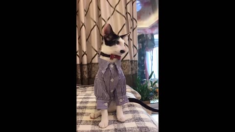 Funny Cats & Pets_Funny Video Compilation-#19