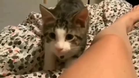 Cat broke my camera 💥💥