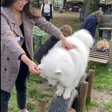 Dog hilariously squats alongside owner