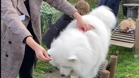 Dog hilariously squats alongside owner