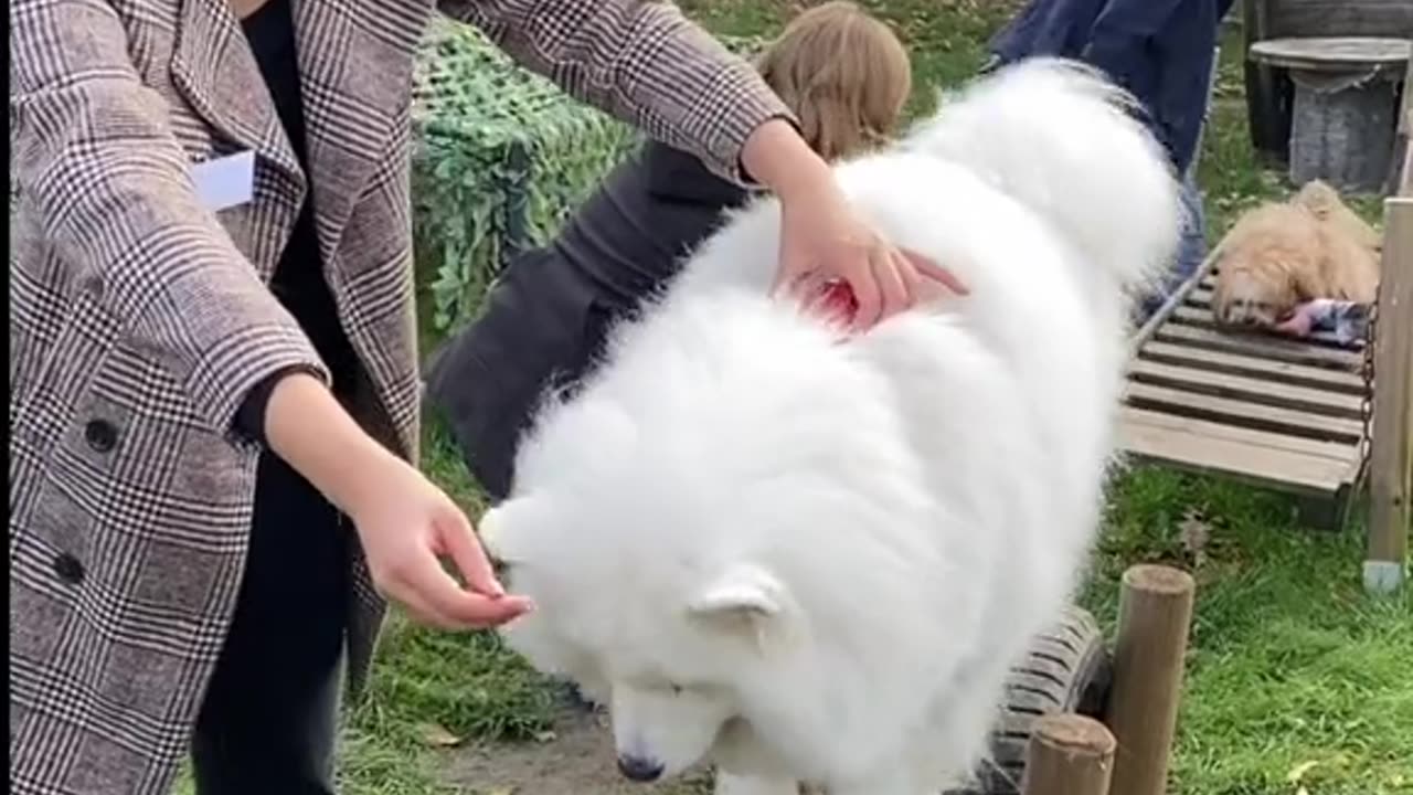 Dog hilariously squats alongside owner
