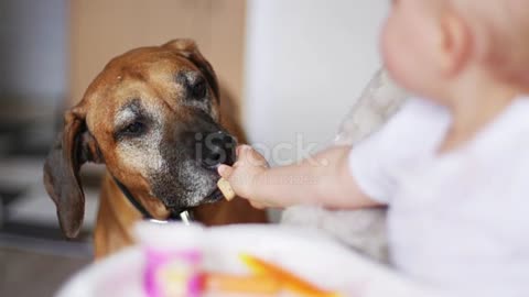A little boy who is sat in his high chair, is feeding his dog some of his biscuits
