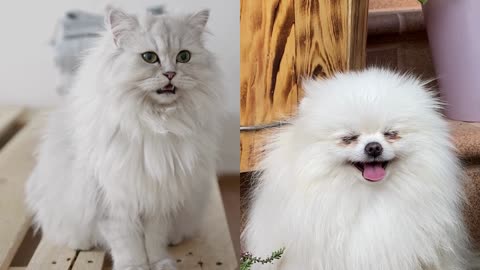 Cat & Dog Which One Is Cute? Write your Comment