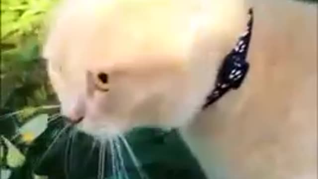 Funny cat video #Short #puppy #firstshortvideo
