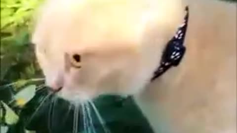 Funny cat video #Short #puppy #firstshortvideo