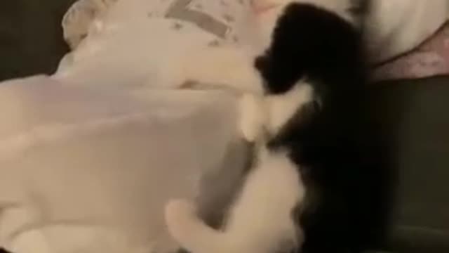 A Cute cute kitten cat sleeping with a baby