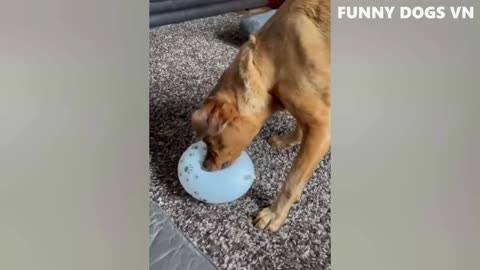 Funniest Animals Video - Funny Dogs And Cats - Try Not To Laugh Animals