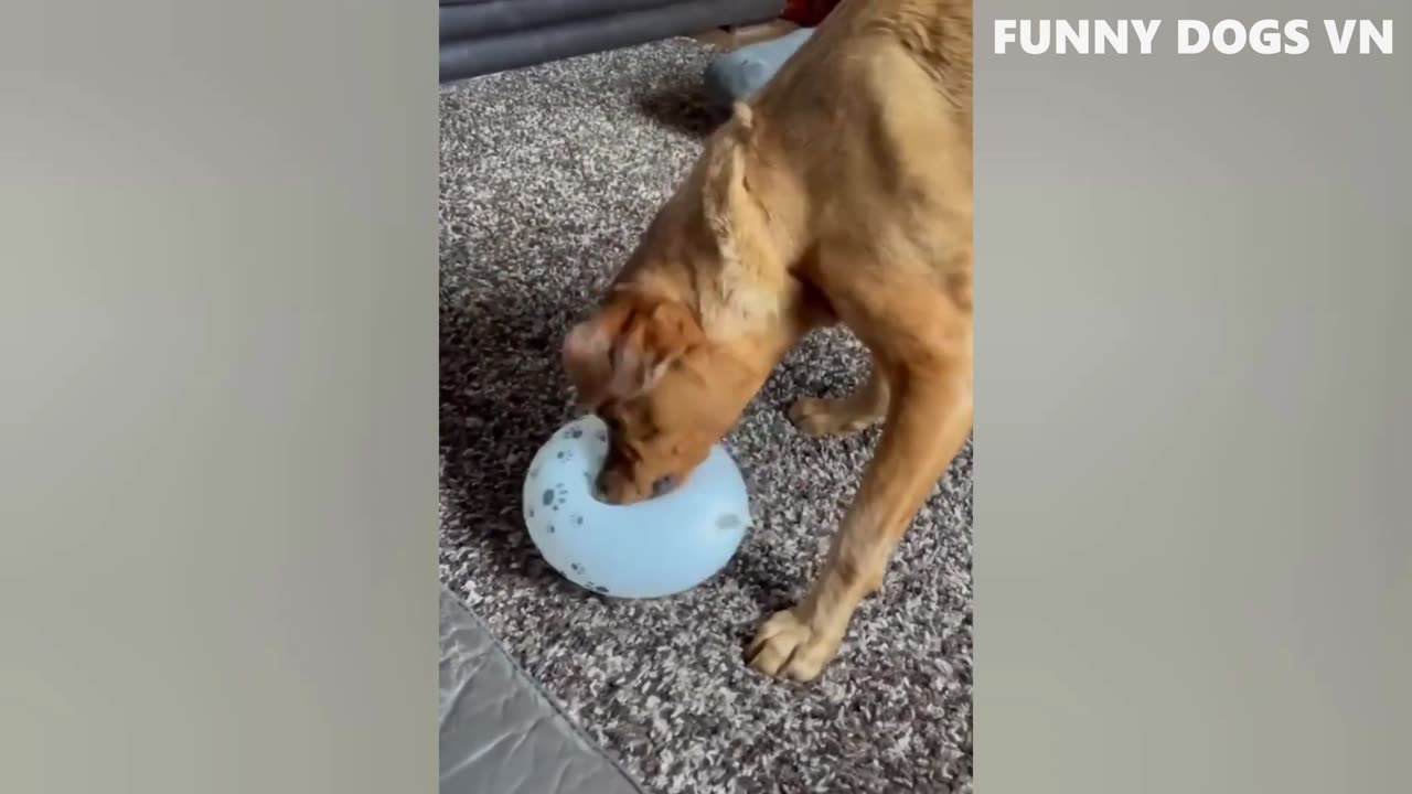 Funniest Animals Video - Funny Dogs And Cats - Try Not To Laugh Animals