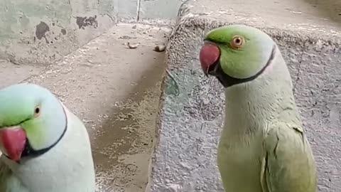 Cute parrot 🦜 real voice She asking roti from mummy
