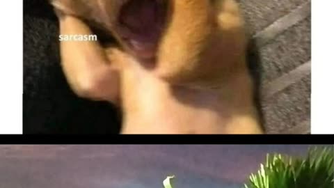 Memes