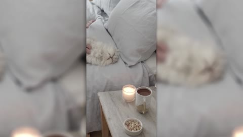 Watch A Cute Cat Being Pet For 27 Seconds - Stress Reliever