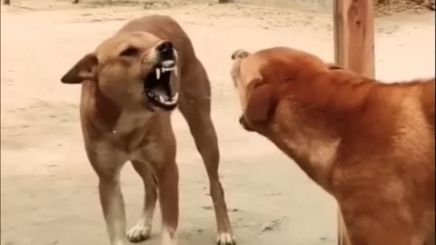 Funny mirror dog