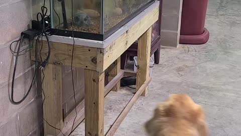 Dog barking at fish