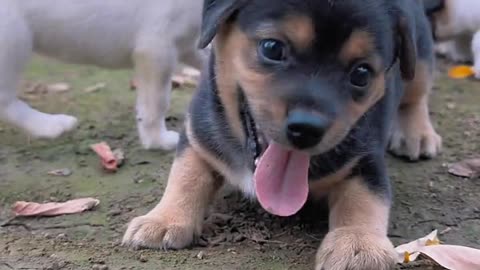Be a happy dog