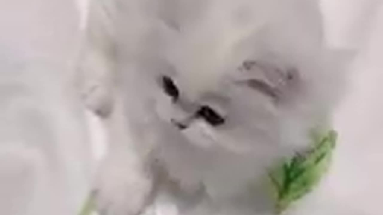 Funny cat