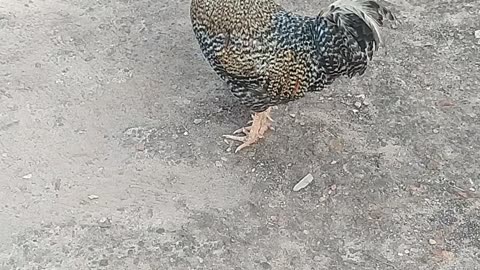 Animals communicating each other