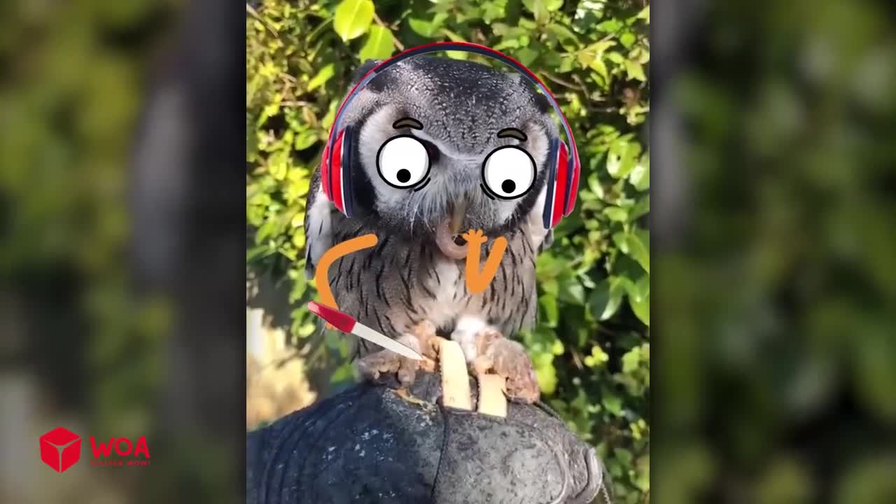 Try Not to Laugh at the Spongebob Troll Cat Video and Woa Doodles