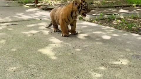 Meng tiger down the mountain, domineering side leakage big cat