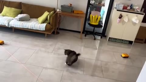 "Feline Proportions: Exploring the Fascinating Relationship Between Two Cats' Distances"