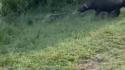 Somebody please save the yak crocodile