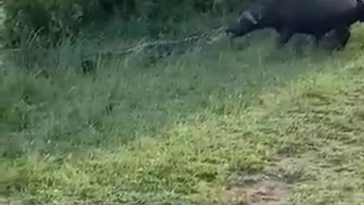 Somebody please save the yak crocodile