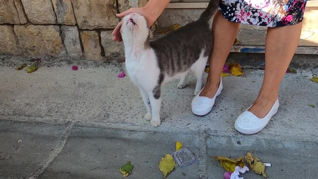 Green eyed cat is rubbing against me and asking me for love