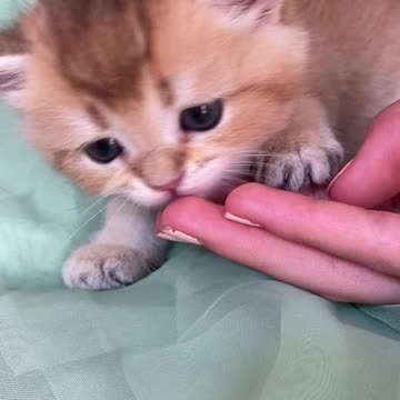 Baby Cats - Cute and Funny Cat Video