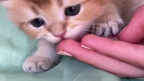 Baby Cats - Cute and Funny Cat Video