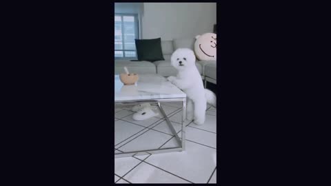 Funniest cats and dogs