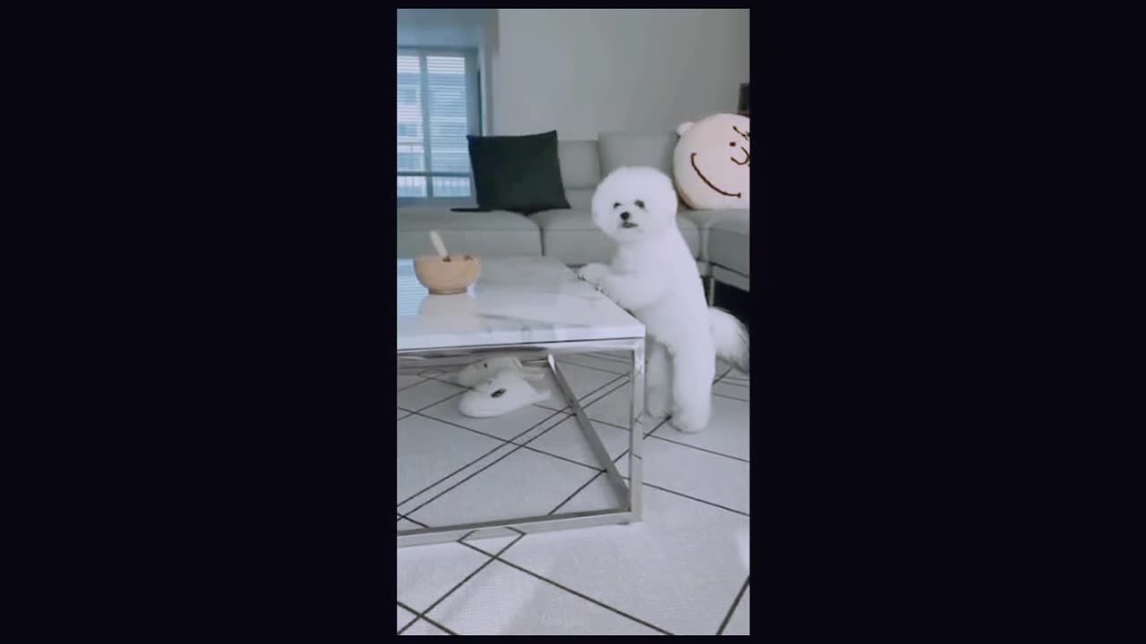 Funniest cats and dogs