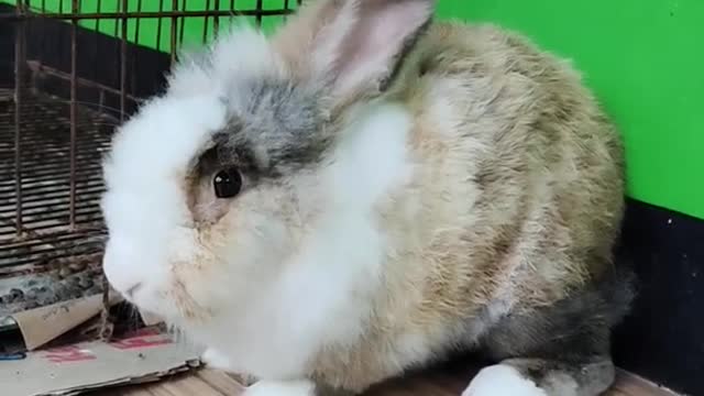 new zealand rabbit daydreaming - animals world