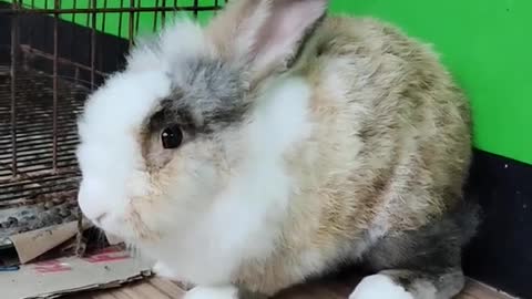 new zealand rabbit daydreaming - animals world