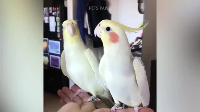 The Talking Parrot