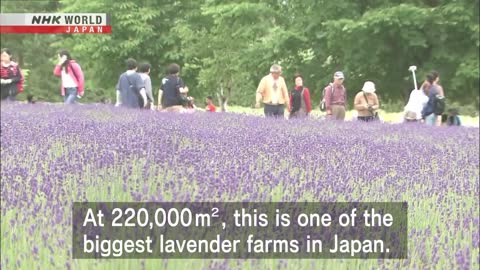 SUMMER JAPANESE STYLE: Lavender Fields of Hokkaido - Dig More Japan