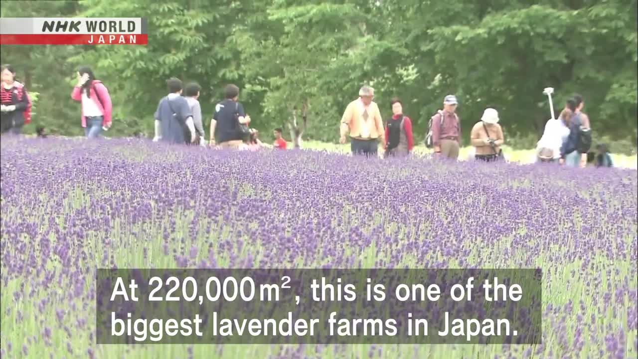 SUMMER JAPANESE STYLE: Lavender Fields of Hokkaido - Dig More Japan