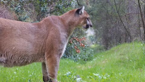 The Powerful Puma Screams! 😱