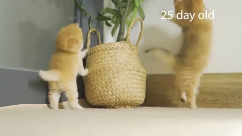 How kitten Pudding grow up: from 0 to 1year