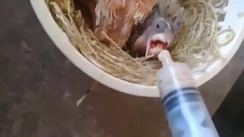 Feeding canary chicks manually