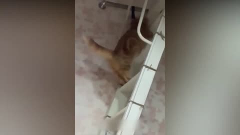 5 minutes funny cats😺 compilation 😆😆😍😍 #5 || Comedy Video || Entertainment with new tiktok videos😆