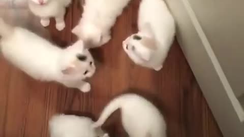 Even if they were just fed 5 minutes ago