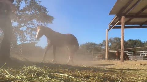 My back and arm getting absolutely wrecked by a colt striking me