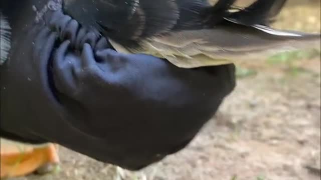 Ducks after you put their diapers on