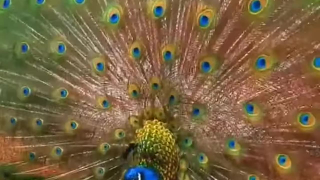 natural video status #shorts | Birds status Beautiful #shorts