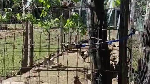 Fat Rooster Jumping 🐓