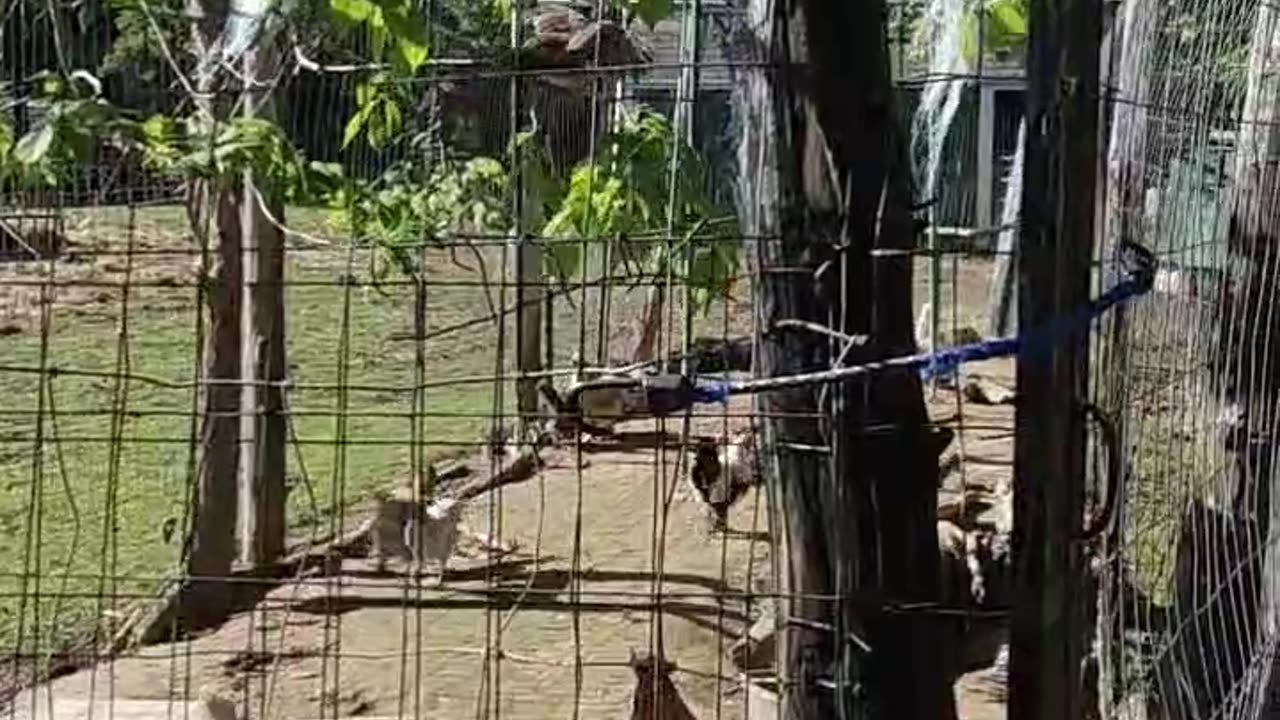 Fat Rooster Jumping 🐓