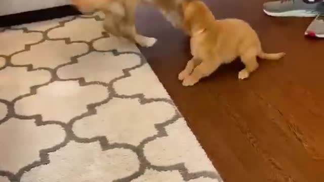 Dog meets new puppy brother